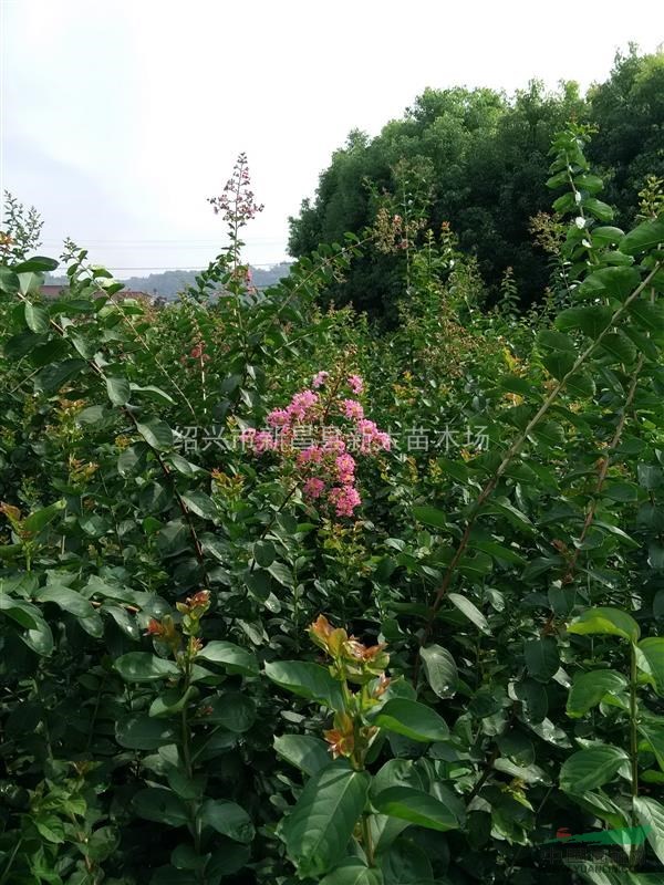 浙江地區(qū)速生紅花紫薇小苗