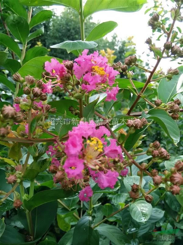 浙江地區(qū)速生紅花紫薇小苗
