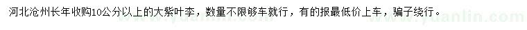 求購10公分以上大紫葉