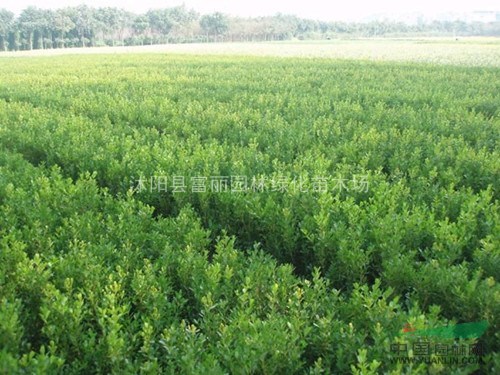 基地大量售300萬(wàn)棵大葉黃楊，小葉黃楊，大小葉黃楊球
