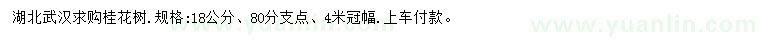 求購18公分桂花樹
