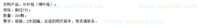 求購胸徑7公分長葉榕（柳葉榕）