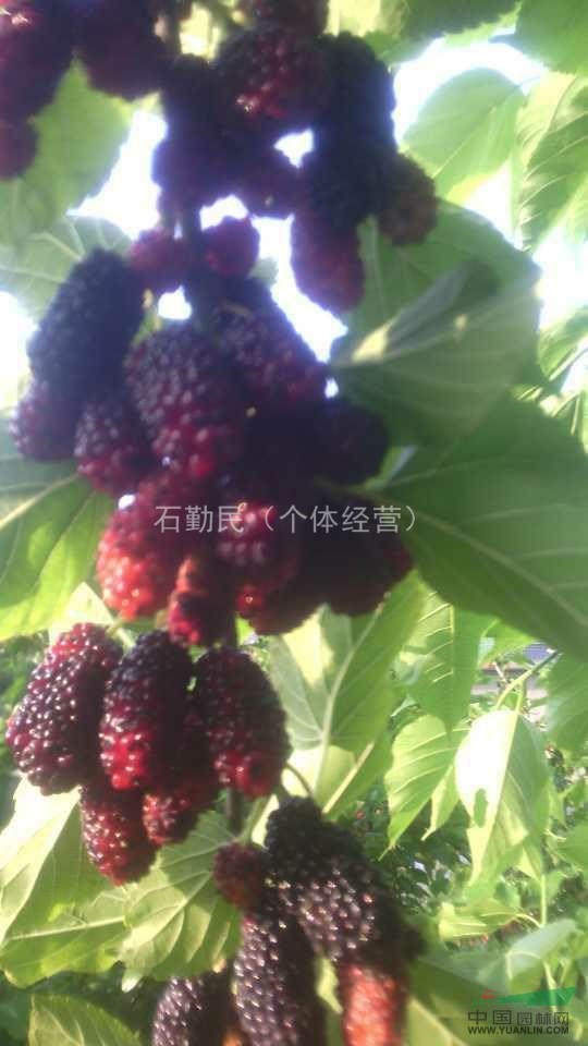 無(wú)籽大十當(dāng)年嫁接苗0.5公分粗以上，臺(tái)灣長(zhǎng)果桑0.5公分粗以