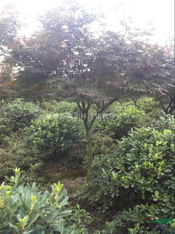 供應(yīng)紅楓 成都紅楓 紅楓照片 紅楓工程苗 萬(wàn)樹(shù)園林售