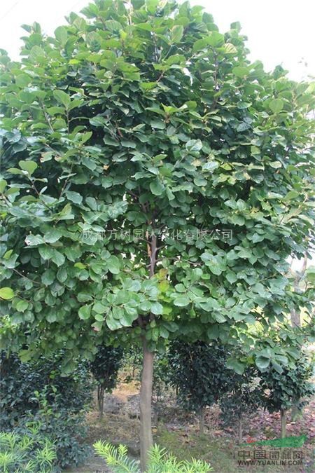 供應(yīng)白玉蘭 成都白玉蘭價格 白玉蘭工程苗 萬樹園林供應(yīng)