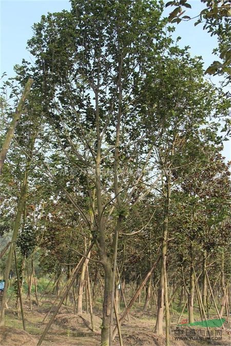供應(yīng)白玉蘭 成都白玉蘭價格 白玉蘭工程苗 萬樹園林供應(yīng)