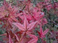 日本紅楓紅舞妓 紅舞妓圖片 紅舞妓價(jià)格 江西綠農(nóng)