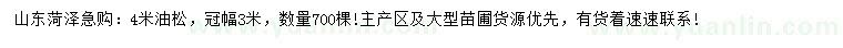 求購4米油松