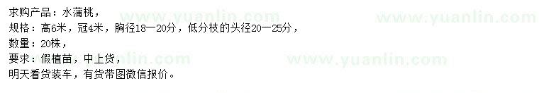 求購高6米水蒲桃