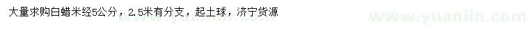 求購米徑5公分白蠟