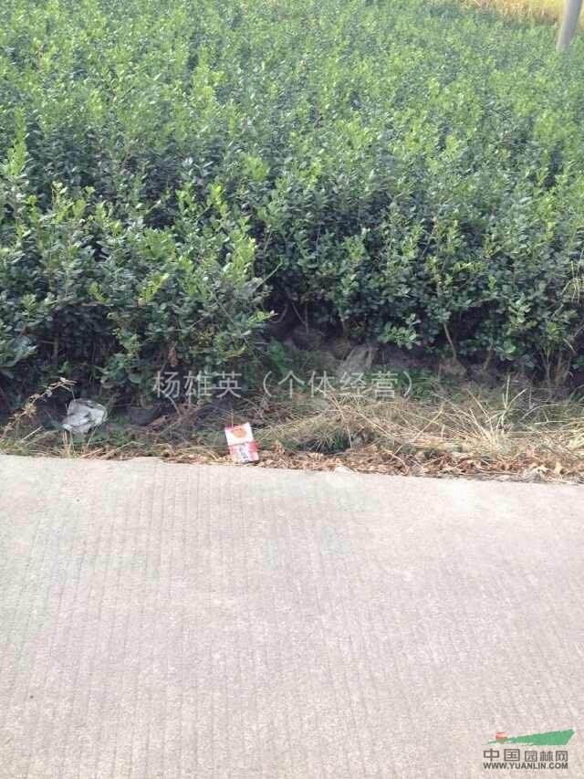 無刺構骨 無刺構骨金華地區(qū) 無刺構骨基地 無刺構骨照