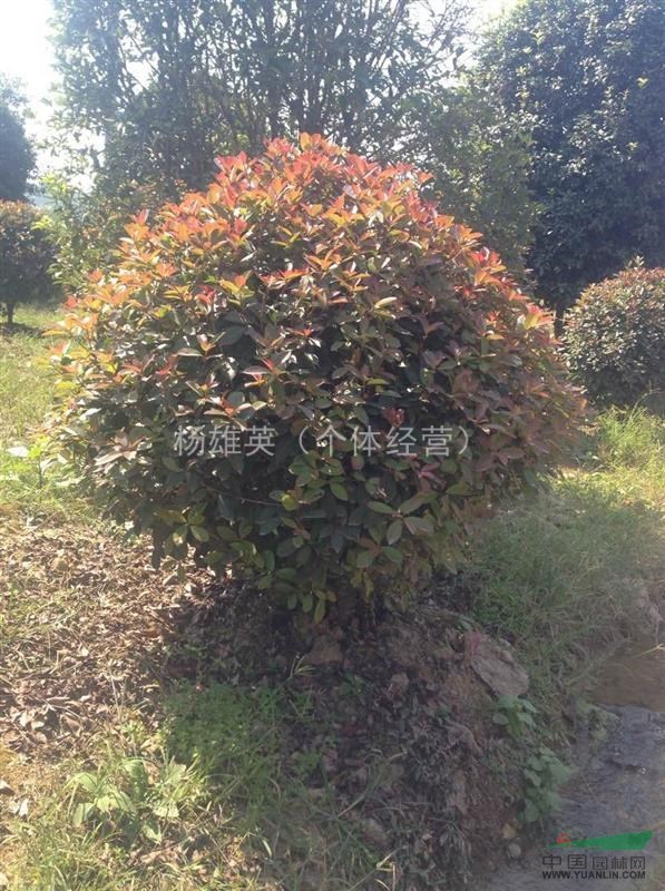 紅葉石楠球拍攝 基地常年供應紅葉石楠球紅葉石楠球清晰的照片