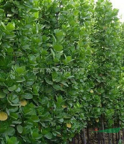 黃楊球，大葉黃楊，小葉黃楊，金邊黃楊，