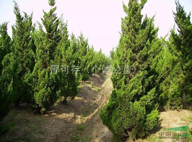 5米龍柏，龍柏小苗，大龍柏，小龍柏