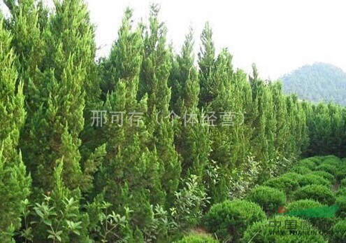 5米龍柏，龍柏小苗，大龍柏，小龍柏