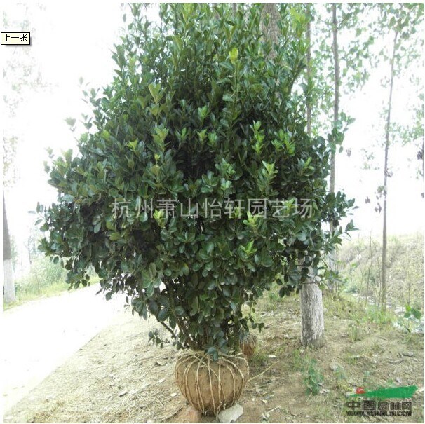供應(yīng)大葉黃楊，扦插苗，小毛球，黃楊柱，色塊苗，黃楊球！