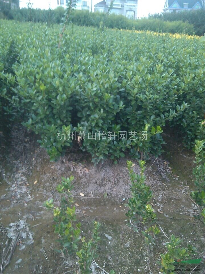 供應(yīng)大葉黃楊，扦插苗，小毛球，黃楊柱，色塊苗，黃楊球！