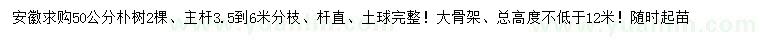 求購50公分樸樹