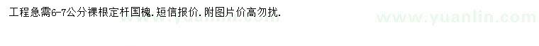 求購6-7公分國槐