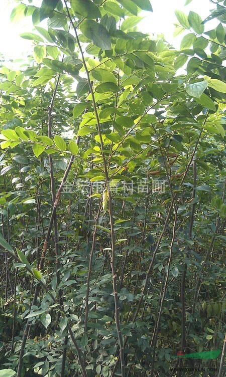 樸樹小苗供應(yīng)|江蘇樸樹苗|哪里的樸樹苗最多