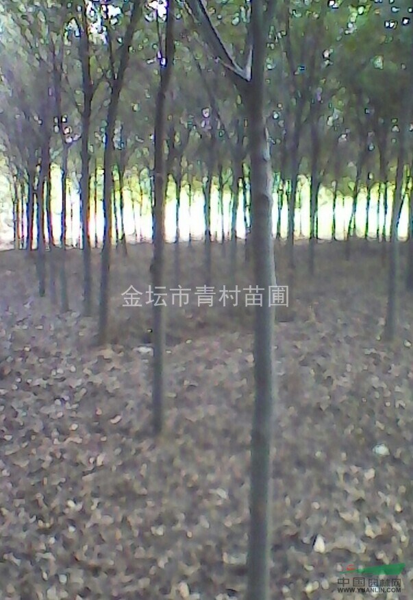 三年生櫸樹苗出售\江蘇三年生櫸樹苗\江蘇三年生櫸樹苗價(jià)格