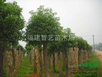 福建香樟 香樟供應 香樟價格 香樟報價