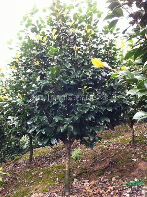 四川茶花，茶花價格，茶花供應(yīng)，茶花花期，茶花栽培