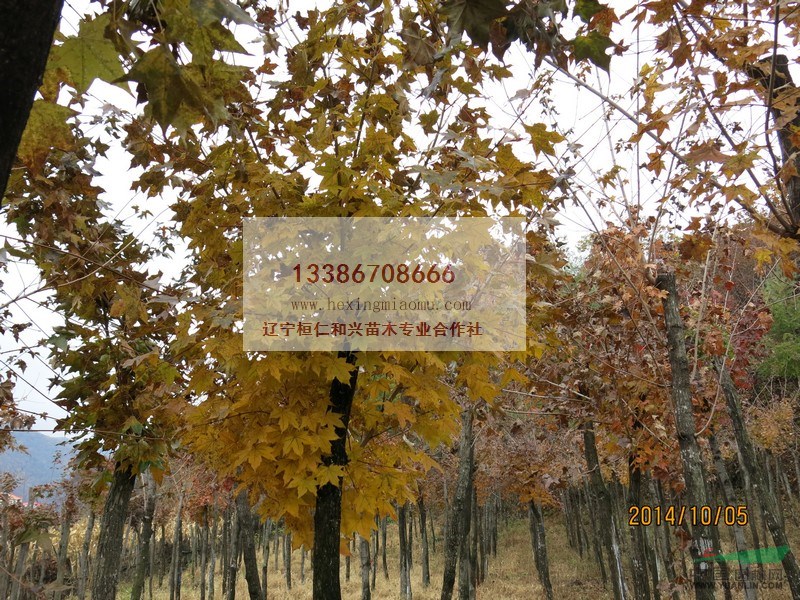 桓仁五角楓  圃地馴化五角楓（8-10-12公分）