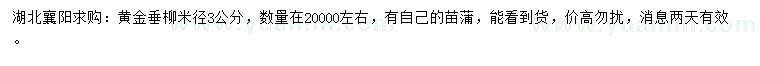求購米徑3公分黃金垂柳