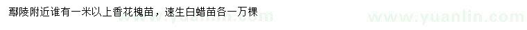 求購1米以上香花槐、速生白蠟