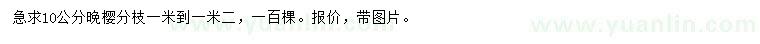 求購10公分晚櫻