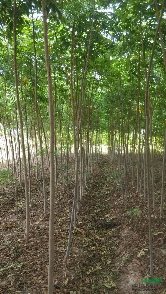 欒樹小苗2-5公分