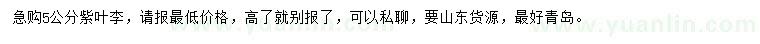 求購5公分紫葉李 