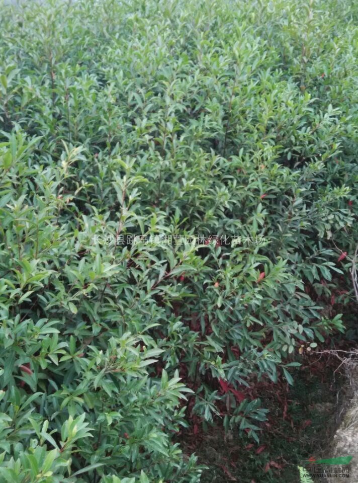 自產(chǎn)自銷杜英高度1.5-2米，地徑1公分。