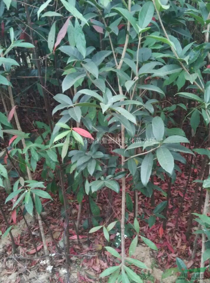 自產(chǎn)自銷杜英高度1.5-2米，地徑1公分。
