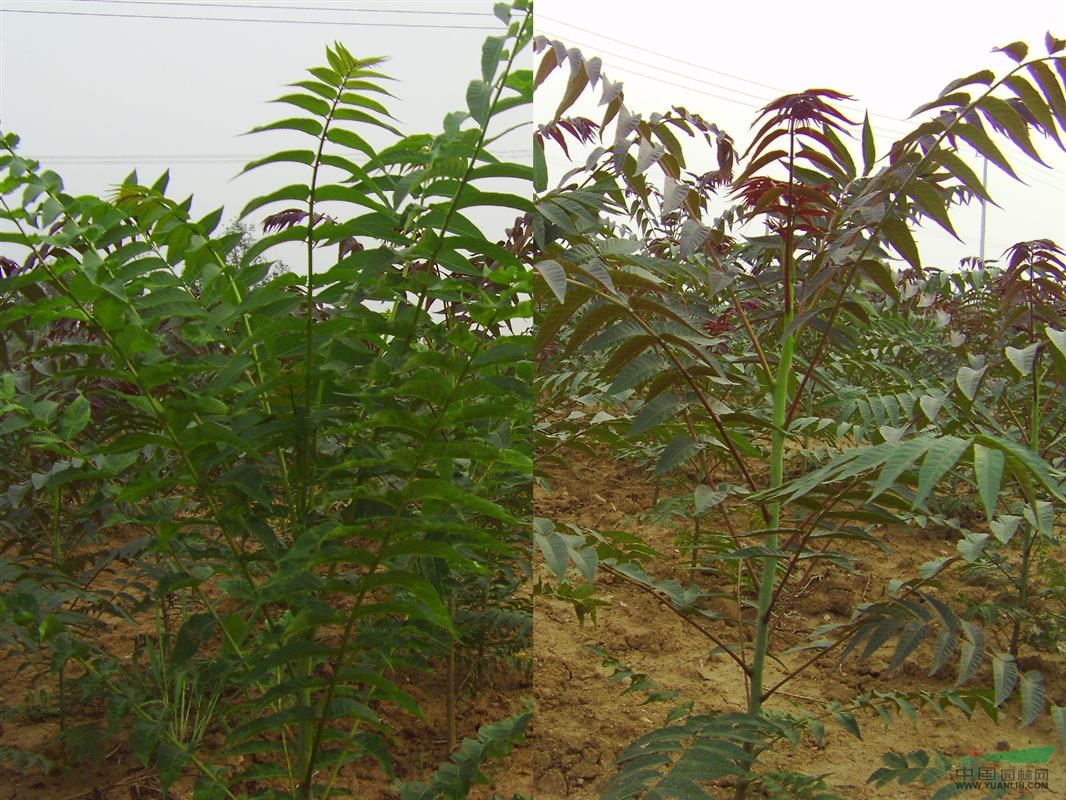 紅葉椿的價(jià)格，6公分紅葉椿的價(jià)格，8公分紅葉椿的價(jià)格，紅葉椿