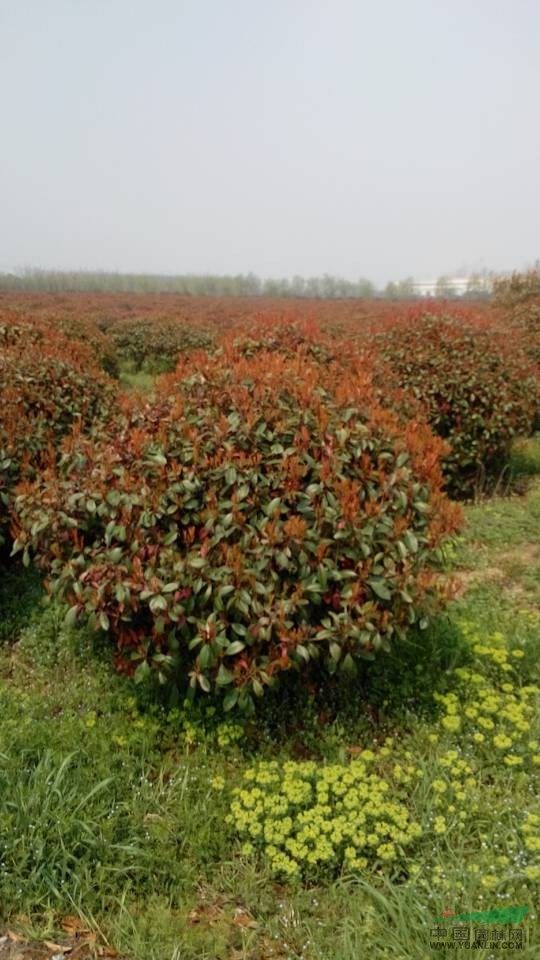 紅葉石楠的價(jià)格，5公分紅葉石楠的價(jià)格，6公分紅葉石楠的價(jià)格