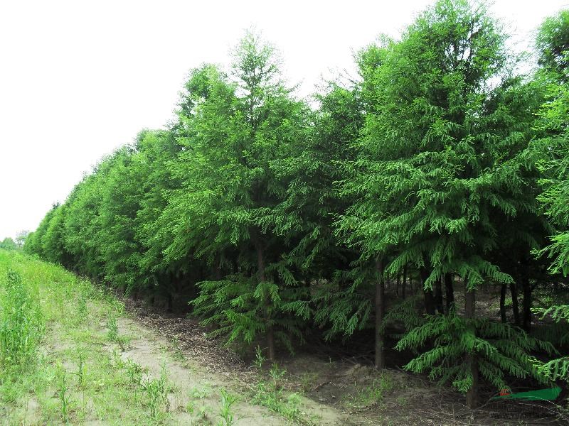 落羽杉的價(jià)格，8公分落羽杉的價(jià)格，9公分落羽杉的價(jià)格，落羽杉