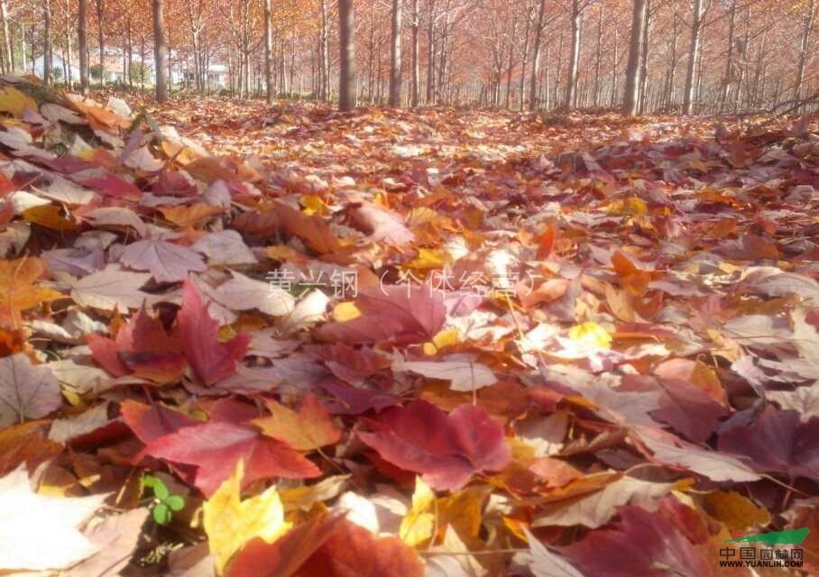 出售美國(guó)紅楓,3~15公分.
