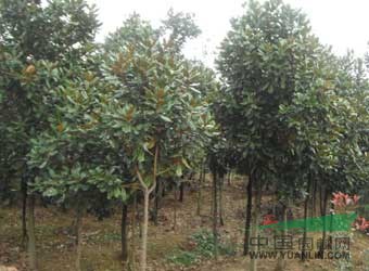 南京廣玉蘭基地規(guī)格齊全，質(zhì)量更高
