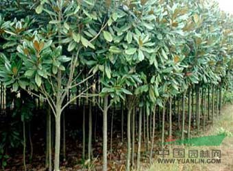 南京廣玉蘭基地規(guī)格齊全，質(zhì)量更高