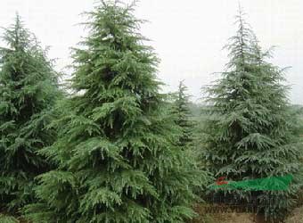 供應雪松、廣玉蘭、紫薇、蜀檜等綠化苗木