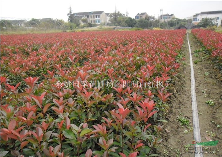 紅葉石楠 寧波紅葉石楠 紅葉石楠價格