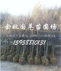 櫻花小苗 櫻花 余姚櫻花