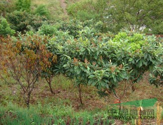 供应腊梅、栀子花、枇杷树、南天竹苗木