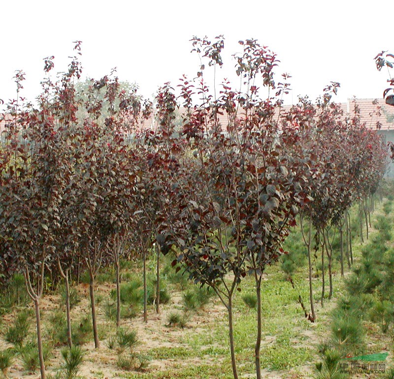 苗圃直銷紫薇、百日紅、紫葉李、雪松、廣玉蘭多種苗木