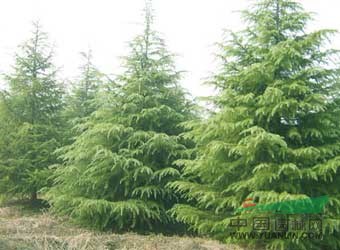 南京香樟、棕櫚、雪松、廣玉蘭直銷