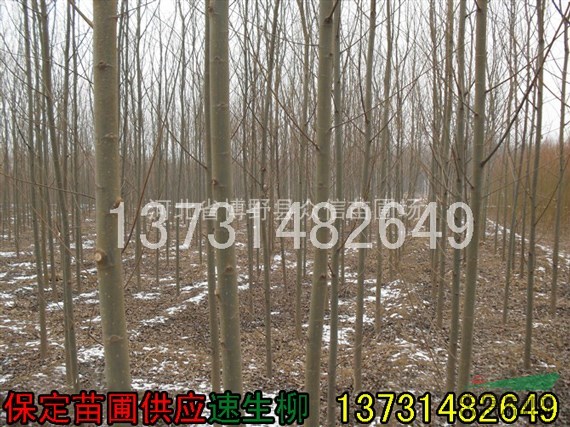 供應(yīng)速生柳 河北速生柳 河北速生柳價(jià)格 速生柳報(bào)價(jià)