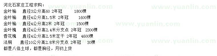 求購金葉榆、金葉槐、香花槐等