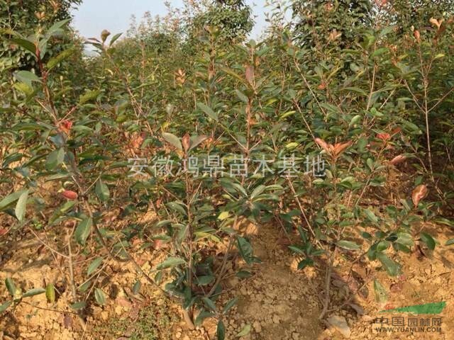 紅葉石楠色塊苗,安徽紅葉石楠小苗基地,紅葉石楠色塊苗價格優(yōu)惠